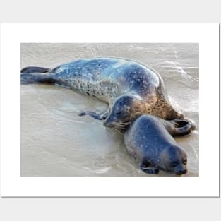 Snuggling seals Posters and Art